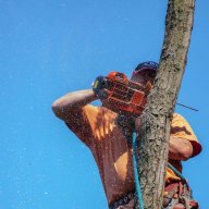 hawthornetreeserviceprosu