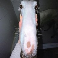 epiccat6